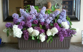 Fresh lilacs for indoor decor