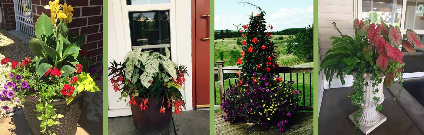 Summer Container Gardens