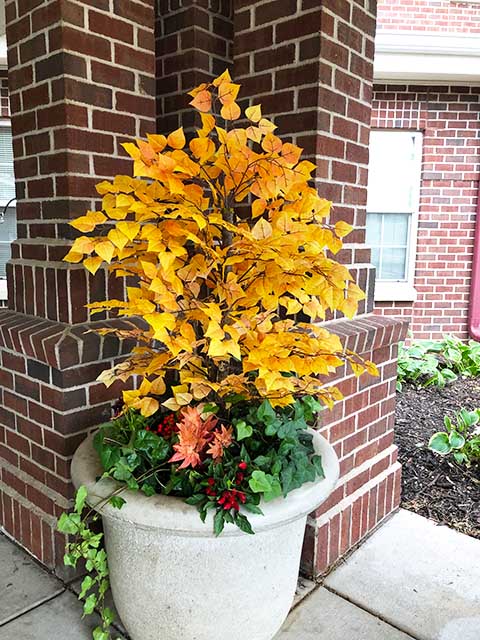 Fall Leaves container