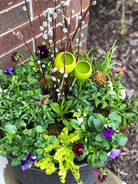 Pansy spring container
