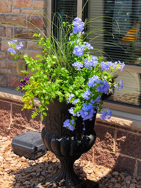 Summer purple flower pot