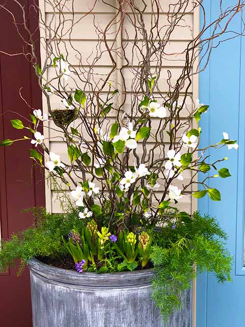 Dogwood and asparagus ferns
