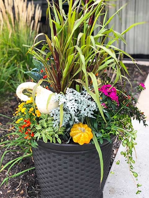 Fall Grasses and Gourds