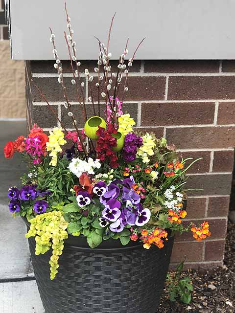 Pansies and Pussy Willows