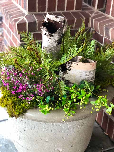 Pre-Spring fern and birch bark