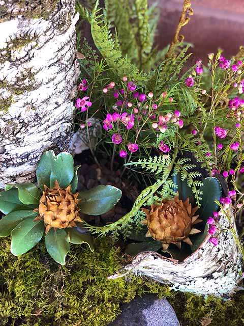Pre-Spring Fern and Moss