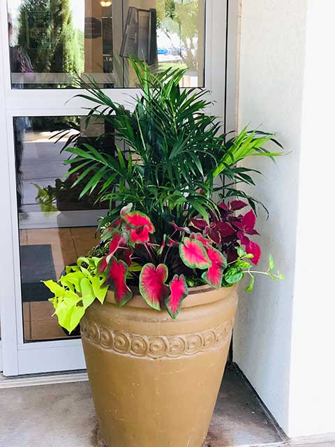 Summer Elephant Ears front door pot