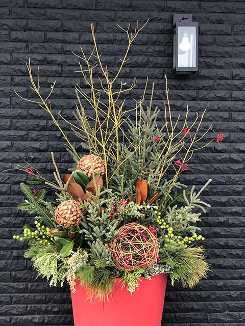 Winter greens in red pot