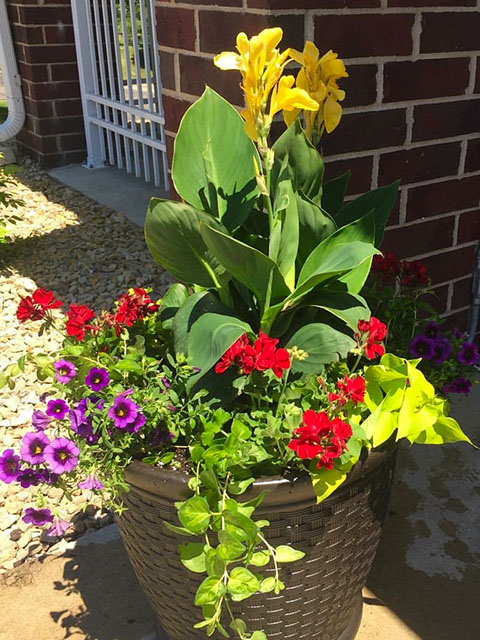 Summer Petunia Container