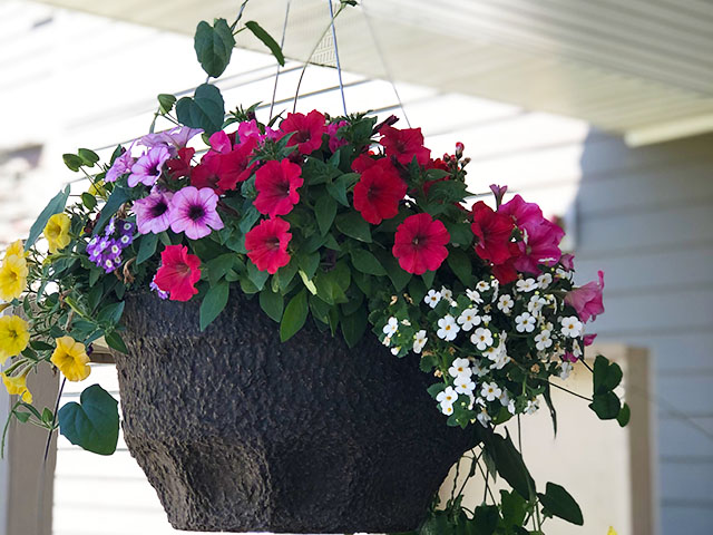 Summer hanging basket